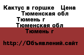 Кактус в горшке › Цена ­ 50 - Тюменская обл., Тюмень г.  »    . Тюменская обл.,Тюмень г.